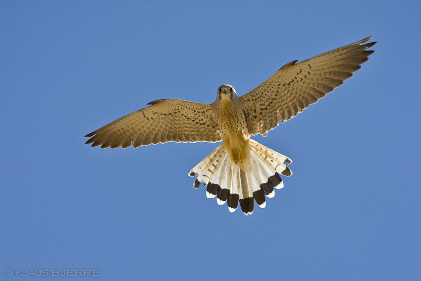 Lesser Kestrel_KBJ7475.jpg - Lesser Kestrel male - Eilat